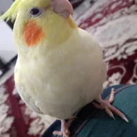 عروس هلندی