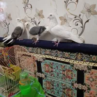 نر شونی بی کاکول ماده شونی کاکولی و نر جوزی|پرنده|بروجرد, |دیوار