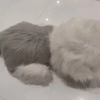 عروسک سگ خارجی|اسباببازی|مشهد, هفت تیر (حافظ)|دیوار