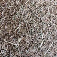زیره سبز|خوردنی و آشامیدنی|قم, صدوق|دیوار