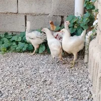 جوجه محلی