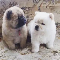 چاوچاو پوزه کوتاه و چروک|سگ|آمل, |دیوار