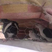 کبوتر|پرنده|کرمان, |دیوار