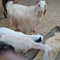 بز ماده|حیوانات مزرعه|رامشیر, |دیوار