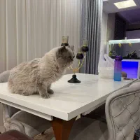 پرشین نر|گربه|تربت جام, شاد|دیوار