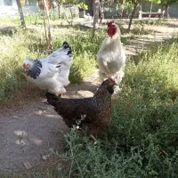 برهما لایت و مرندی