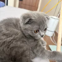 بچه گربه اسکاتیش بلو اصل|گربه|تهران, شهرک آزمایش|دیوار