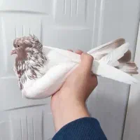 کبوتر|پرنده|سنندج, |دیوار