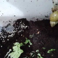 ۶ عددحلزون نخم گذار|خزنده|ایلام, |دیوار