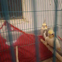 عروس هلندی جفت