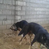ژرمن کار یه توله نر مونده ۲میلیون زیرقیمت فوری|سگ|آمل, |دیوار