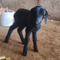 نربزغاله نربره|حیوانات مزرعه|علیآباد کتول, |دیوار