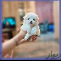 سه توله|سگ|کرمانشاه, |دیوار