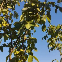 گردو تکانی یاگردوزنی به صورت روزموزدی یاکنترات|خدمات باغبانی و درختکاری|سنندج, |دیوار