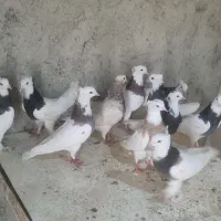 کبوتر زینتی طوقی مخمل کربلایی پاپر کاکلی