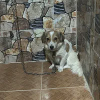 فروشی|سگ|جیرفت, |دیوار