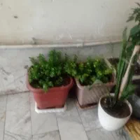 تعداد ۱۱ عدد گلدان گل زیبا و سرحال فروش همه باهم|گل و گیاه طبیعی|پاکدشت, پاکدشت (مامازند)|دیوار