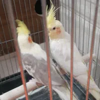 جفت عروس هلندی