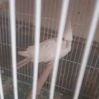 عروس هلندی آلبینو و لوتینو