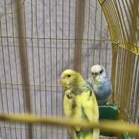 مرغ عشق سرحال