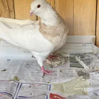 طوقی کرمانشاه|پرنده|قم, انسجام|دیوار