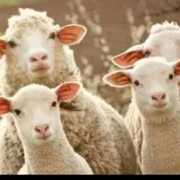 فروش گوسفند