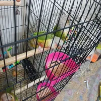 قفس طوطی گرنچیگ قفس