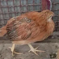 جوجه مرغ محلی نهبندان|حیوانات مزرعه|نهبندان, |دیوار