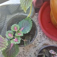 گل های خوشکل آپارتمانی|گل و گیاه طبیعی|بیرجند, |دیوار