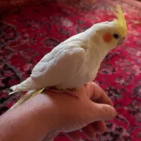 جوجه عروس هلندی|پرنده|چناران, |دیوار