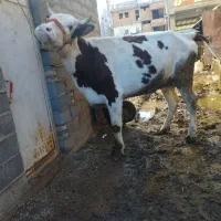 گاو آبست|حیوانات مزرعه|مینودشت, |دیوار