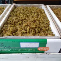 راهنمایی کاربردهای کشمش سبز