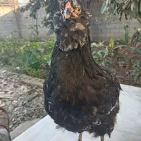 مرغ گلین|حیوانات مزرعه|خان ببین, |دیوار