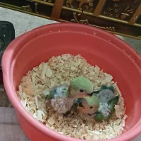 شهرک چمران جراحی