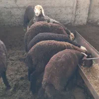 بره پرواری