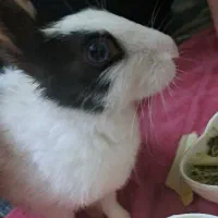 واگذاری بچه خرگوش