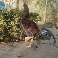 سلام خروس لاری|حیوانات مزرعه|هشتگرد, تهران دشت|دیوار