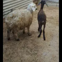 بره  ۲راس افشار  نر ماده کاملاً علف‌خوار