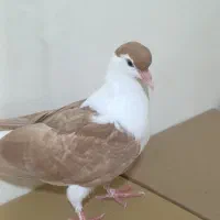 یک عدد کفتر ساده افغانی