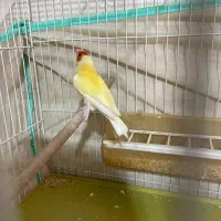 فنج گلدین|پرنده|شیراز, شهرک مهدی‌آباد|دیوار