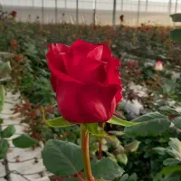 استخدام نیرو