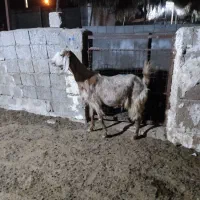 بز پاکستانی و بز داشتی
