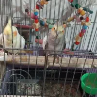 عروس هلندی مولد لوتینو گلباقالی