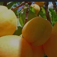 قیسی عالی و درجه یک