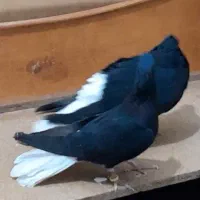 جفت دم سفید درجه یک