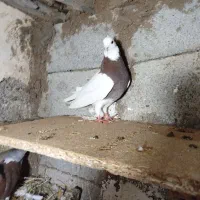 زیادی|پرنده|اردبیل, |دیوار