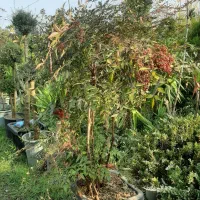 باغبانی هرس سم پاشی