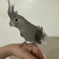 عروس هلندی ماده