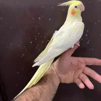 عروس هلندی ماده رام و دستی