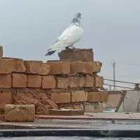 کبوتر بالاگیر|پرنده|حمیدیه, |دیوار